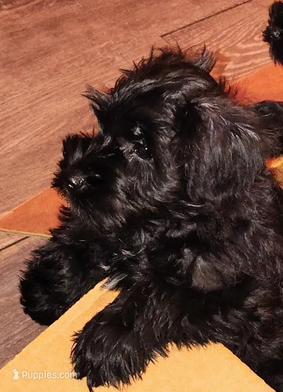 AKC Ryan – Miniature Schnauzer puppy for sale in Enid, OK