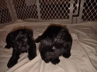 AKC ZAX, a male Miniature Schnauzer for sale in Enid, OK – 4 of 10