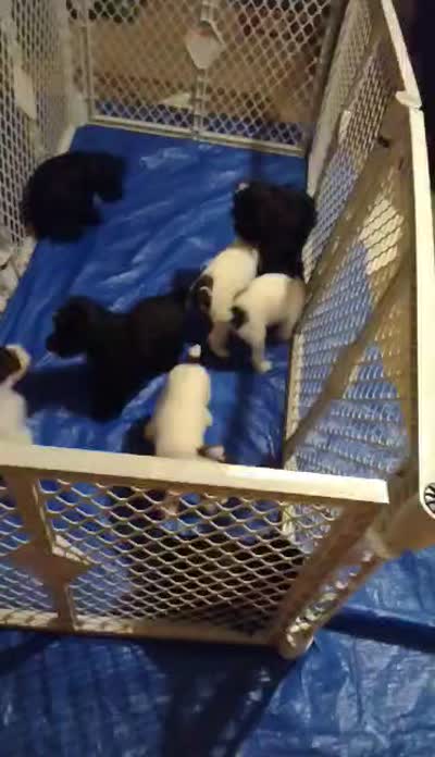 AKC ZAX, a male Miniature Schnauzer for sale in Enid, OK – 10 of 10