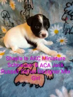 Shayla, a female Jack Russell Terrier and Miniature Schnauzer for sale in Enid, OK – 2 of 10