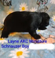 AKC Layne , a male Miniature Schnauzer for sale in Enid, OK – 4 of 4