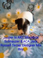 Jasper , a male Jack Russell Terrier and Miniature Schnauzer for sale in Enid, OK – 5 of 6