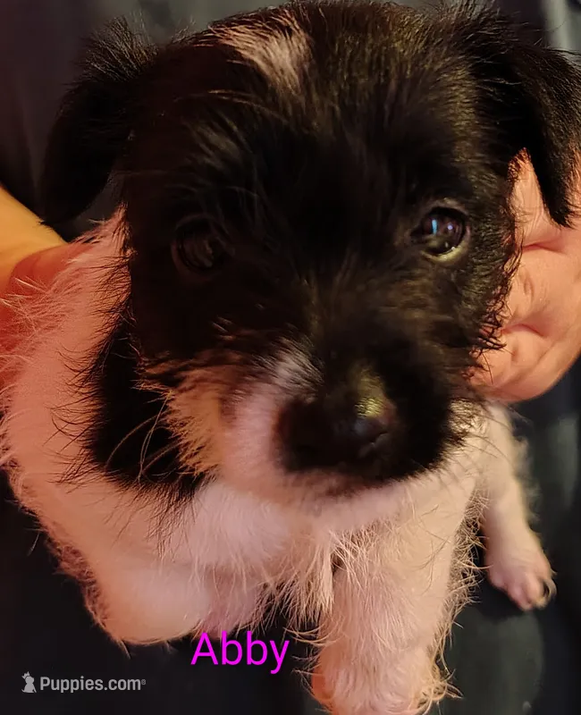 Abby  – Jack Russell Terrier, Miniature Schnauzer puppy for sale in Enid, OK