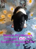Mandi, a female Jack Russell Terrier and Miniature Schnauzer for sale in Enid, OK – 3 of 10