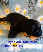 AKC Layne , a male Miniature Schnauzer for sale in Enid, OK – 2 of 4