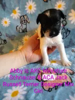Abby , a female Jack Russell Terrier and Miniature Schnauzer for sale in Enid, OK – 7 of 9