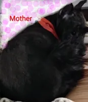 AKC ZAX, a male Miniature Schnauzer for sale in Enid, OK – 7 of 10