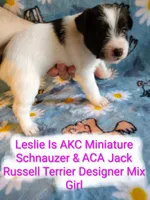 Leslie, a female Jack Russell Terrier and Miniature Schnauzer for sale in Enid, OK – 8 of 10