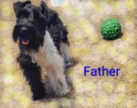 AKC ZAX, a male Miniature Schnauzer for sale in Enid, OK – 6 of 10