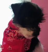 Abby , a female Jack Russell Terrier and Miniature Schnauzer for sale in Enid, OK – 3 of 10