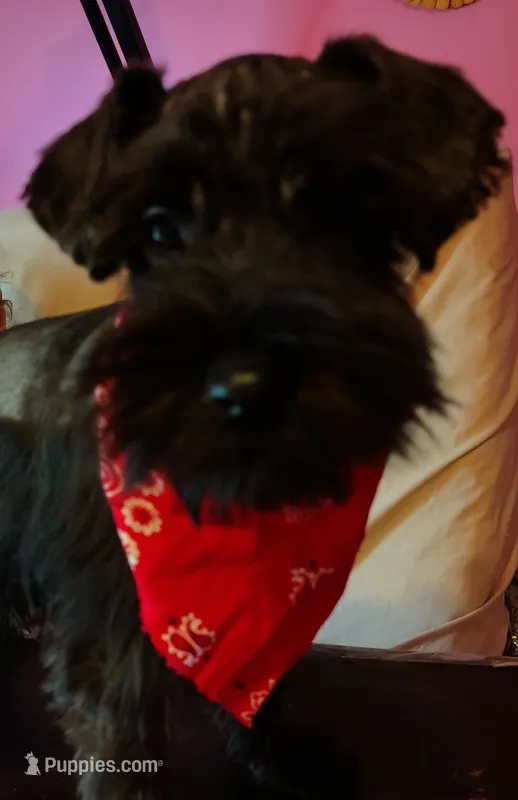 AKC Ryan – Miniature Schnauzer puppy for sale in Enid, OK