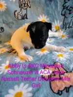 Abby , a female Jack Russell Terrier and Miniature Schnauzer for sale in Enid, OK – 5 of 9