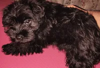 AKC Male, a male Miniature Schnauzer for sale in Enid, OK – 9 of 10