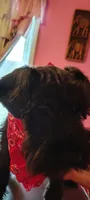AKC Ryan, a male Miniature Schnauzer for sale in Enid, OK – 2 of 10
