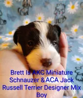 Brett , a male Jack Russell Terrier and Miniature Schnauzer for sale in Enid, OK – 8 of 9