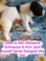 Leslie, a female Jack Russell Terrier and Miniature Schnauzer for sale in Enid, OK – 6 of 10