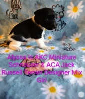 Alyssa, a female Jack Russell Terrier and Miniature Schnauzer for sale in Enid, OK – 2 of 6
