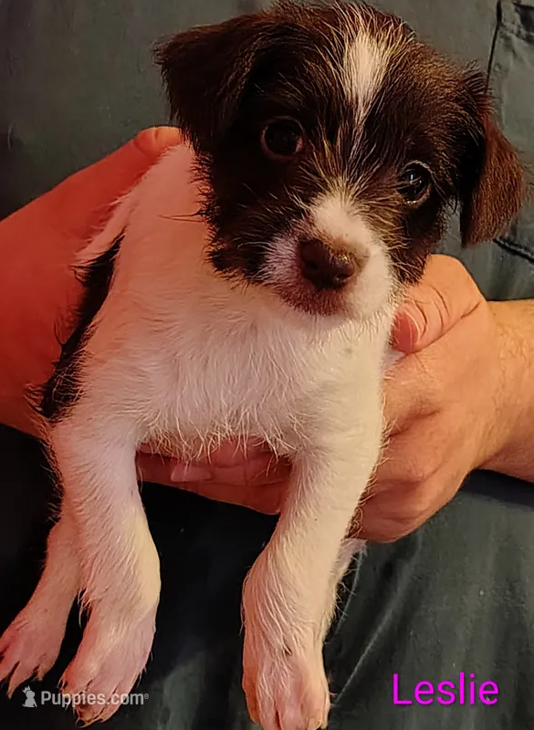 Leslie – Jack Russell Terrier, Miniature Schnauzer puppy for sale in Enid, OK