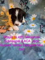 Shayla, a female Jack Russell Terrier and Miniature Schnauzer for sale in Enid, OK – 10 of 10