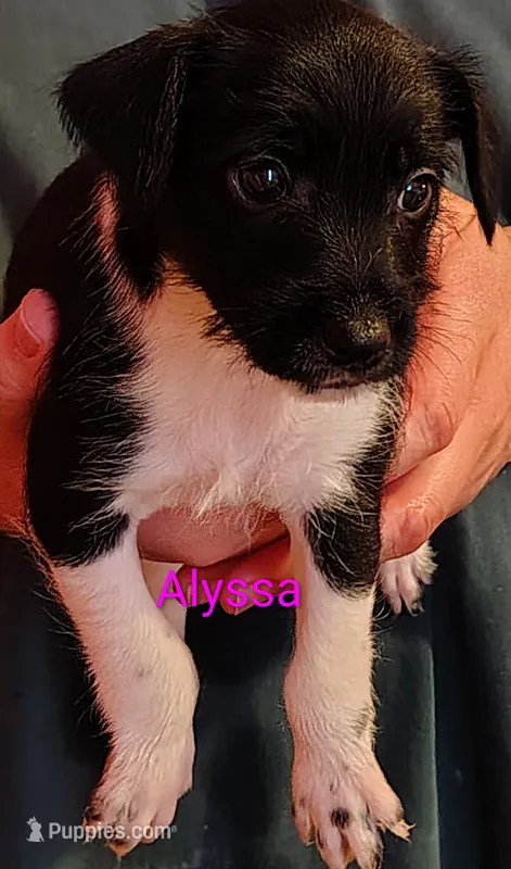 Alyssa – Jack Russell Terrier, Miniature Schnauzer puppy for sale in Enid, OK