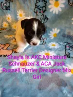 Shayla, a female Jack Russell Terrier and Miniature Schnauzer for sale in Enid, OK – 8 of 10