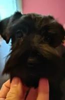 AKC Ryan, a male Miniature Schnauzer for sale in Enid, OK – 5 of 10