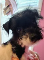 Abby , a female Jack Russell Terrier and Miniature Schnauzer for sale in Enid, OK – 6 of 10
