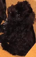 AKC Female , a female Miniature Schnauzer for sale in Enid, OK – 3 of 6