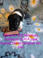 Mandi, a female Jack Russell Terrier and Miniature Schnauzer for sale in Enid, OK – 6 of 10