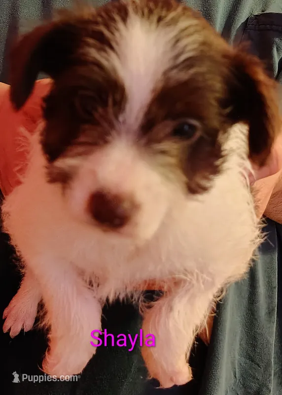 Shayla – Jack Russell Terrier, Miniature Schnauzer puppy for sale in Enid, OK
