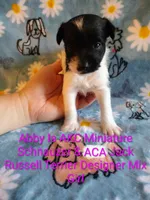 Abby , a female Jack Russell Terrier and Miniature Schnauzer for sale in Enid, OK – 2 of 9