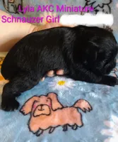 AKC LYLA, a female Miniature Schnauzer for sale in Enid, OK – 2 of 5