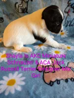 Shayla, a female Jack Russell Terrier and Miniature Schnauzer for sale in Enid, OK – 9 of 10