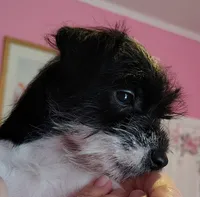 Abby , a female Jack Russell Terrier and Miniature Schnauzer for sale in Enid, OK – 2 of 10