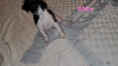 Abby , a female Jack Russell Terrier and Miniature Schnauzer for sale in Enid, OK – 9 of 10