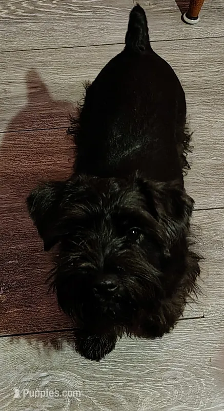 Ryan – Miniature Schnauzer puppy for sale in Enid, OK