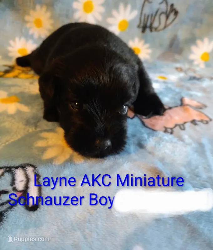 AKC Layne  – Miniature Schnauzer puppy for sale in Enid, OK