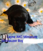 AKC Layne , a male Miniature Schnauzer for sale in Enid, OK – 1 of 4