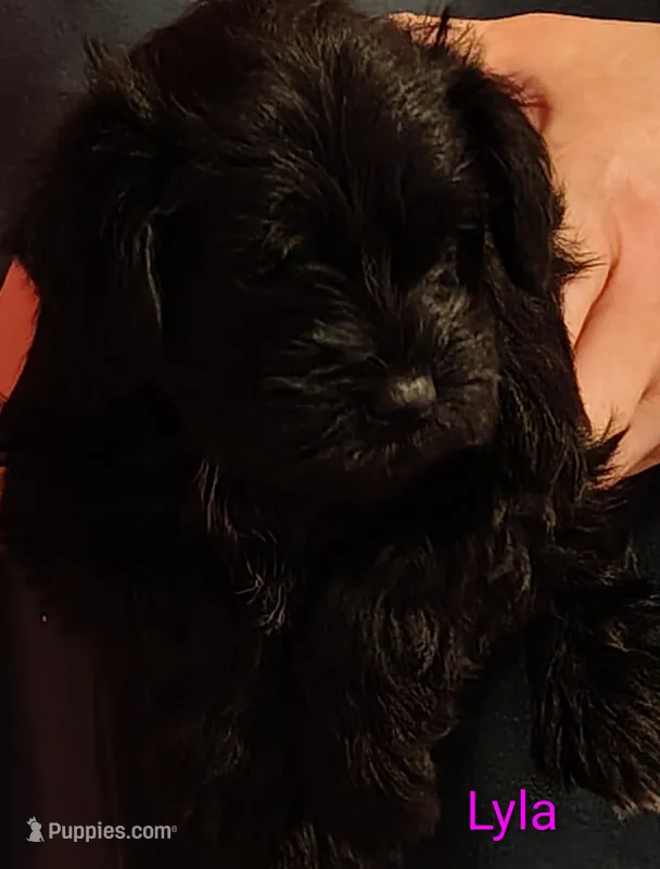 AKC LYLA – Miniature Schnauzer puppy for sale in Enid, OK