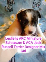 Leslie, a female Jack Russell Terrier and Miniature Schnauzer for sale in Enid, OK – 3 of 10