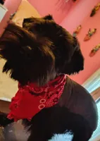 AKC Ryan, a male Miniature Schnauzer for sale in Enid, OK – 4 of 10
