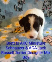 Brett , a male Jack Russell Terrier and Miniature Schnauzer for sale in Enid, OK – 3 of 9
