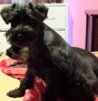 AKC Ryan, a male Miniature Schnauzer for sale in Enid, OK – 8 of 10