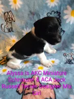 Alyssa, a female Jack Russell Terrier and Miniature Schnauzer for sale in Enid, OK – 4 of 6