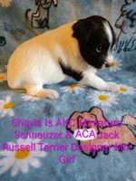 Shayla, a female Jack Russell Terrier and Miniature Schnauzer for sale in Enid, OK – 4 of 10