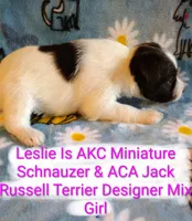 Leslie, a female Jack Russell Terrier and Miniature Schnauzer for sale in Enid, OK – 4 of 10