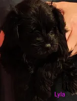 AKC Male, a male Miniature Schnauzer for sale in Enid, OK – 5 of 10