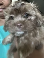 Shades, a male Shihpoo for sale in Humble, TX – Photo 5 of 7