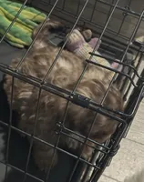 Shades, a male Shihpoo for sale in Humble, TX – Photo 4 of 7