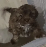 Shades, a male Shihpoo for sale in Humble, TX – Photo 2 of 7